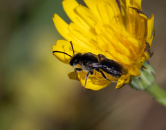 Chilalictus