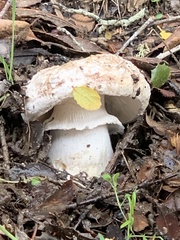 Amanita novinupta