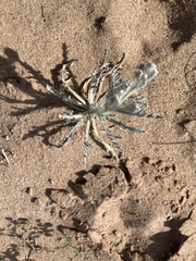 Baileya pauciradiata