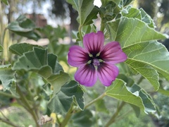 Malva arborea