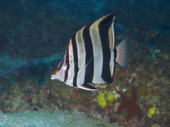 Chelmonops truncatus