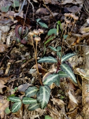 Chimaphila maculata