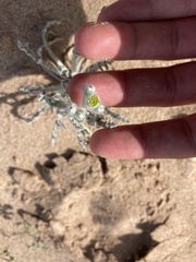 Baileya pauciradiata