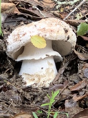 Amanita novinupta