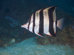 Chelmonops truncatus