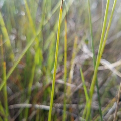 Paspalum monostachyum