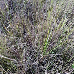 Paspalum monostachyum