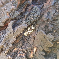 Barea confusella
