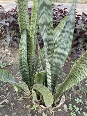 Sansevieria