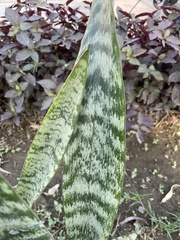 Sansevieria