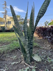Sansevieria