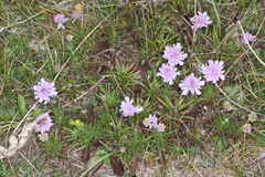 Scabiosa canescens