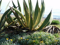 Agave americana