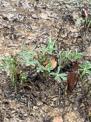 Lupinus formosus formosus