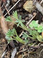 Lupinus formosus formosus