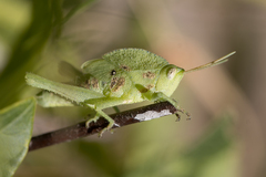 Xyleus discoideus