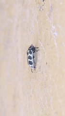 Astylus atromaculatus