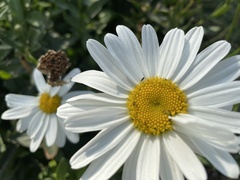 Leucanthemum maximum