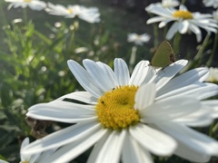 Leucanthemum maximum