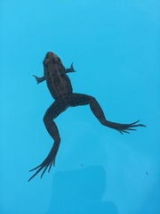 Leptodactylus luctator