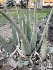 Aloe vera