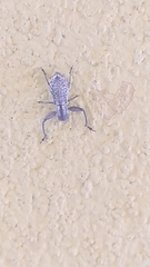 Pandeleteius platensis