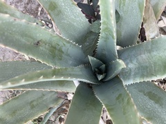 Aloe vera