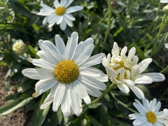 Leucanthemum maximum