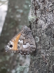 Hipparchia aristaeus