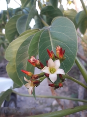 Jatropha macrocarpa