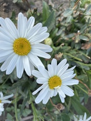 Leucanthemum maximum