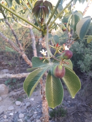 Jatropha macrocarpa