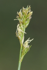 Carex spicata