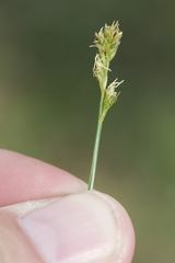 Carex spicata