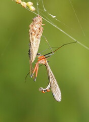 Harpobittacus australis