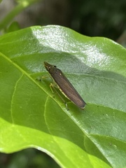 Proconiini