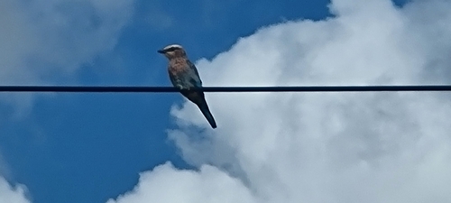 Lilac-breasted Roller