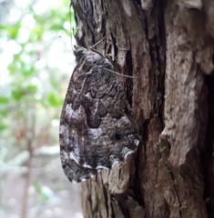 Hipparchia aristaeus