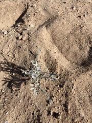 Psorothamnus emoryi emoryi