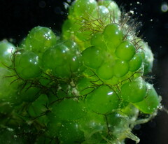 Dictyosphaeria cavernosa
