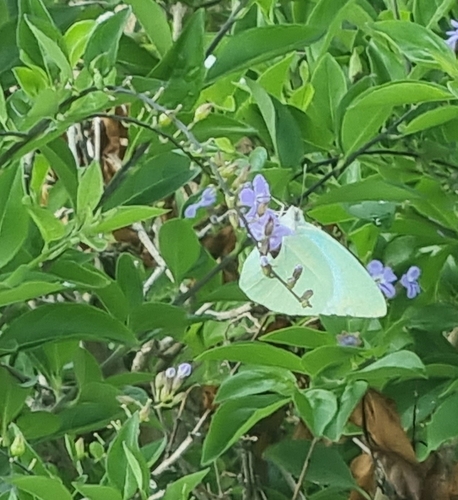 African Migrant