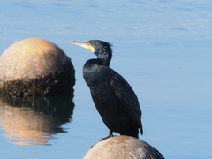 Phalacrocorax carbo hanedae