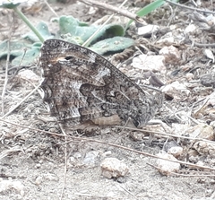 Hipparchia aristaeus