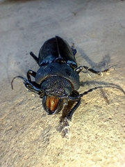 Mallodon spinibarbis