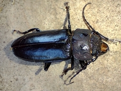 Mallodon spinibarbis