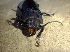 Mallodon spinibarbis