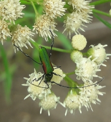 Cerambycidae