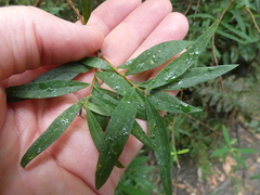 Pimelea axiflora