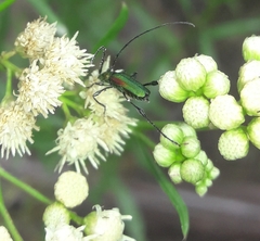 Cerambycidae
