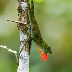 Anolis biporcatus